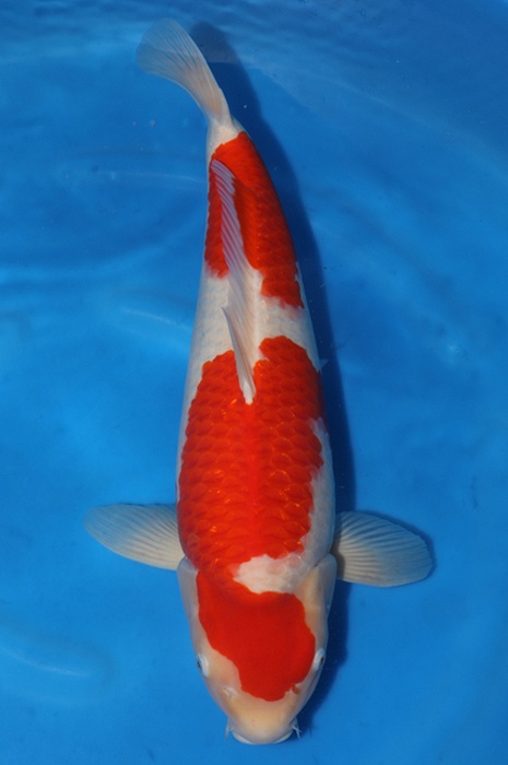 kohaku 2010014