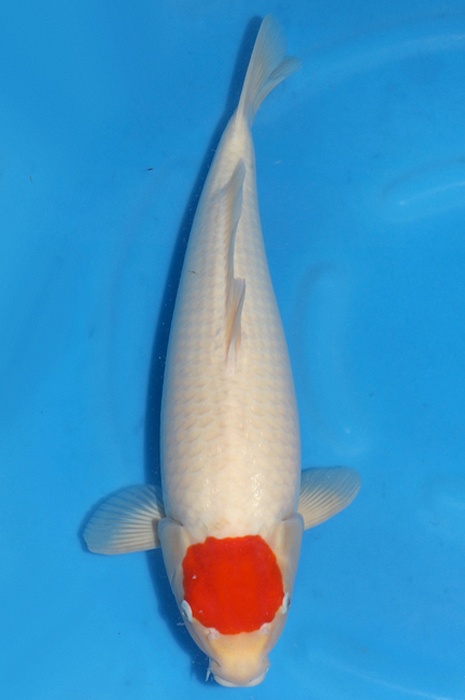 Tancho Kohaku 2010020