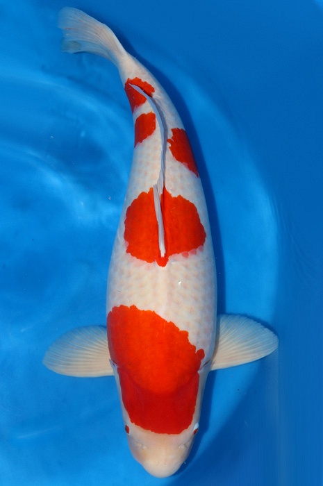 meerstaps kohaku 2011002