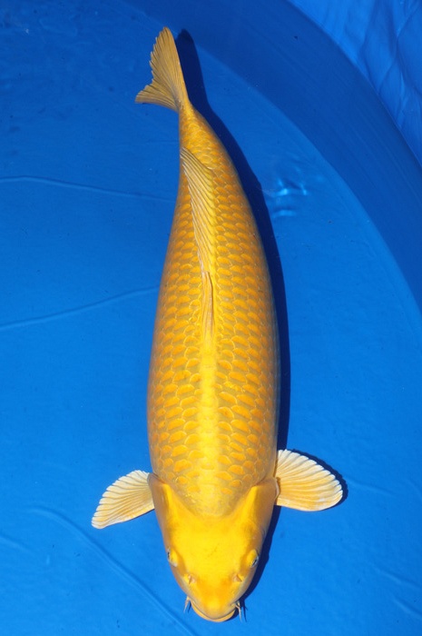 Ogon 2012001
