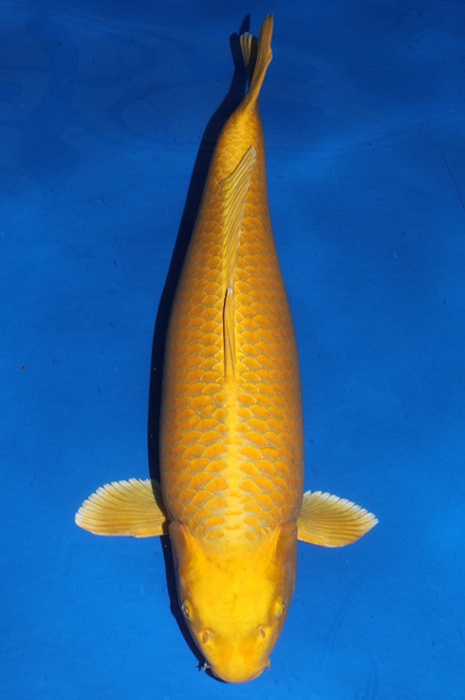 Ogon 2012002