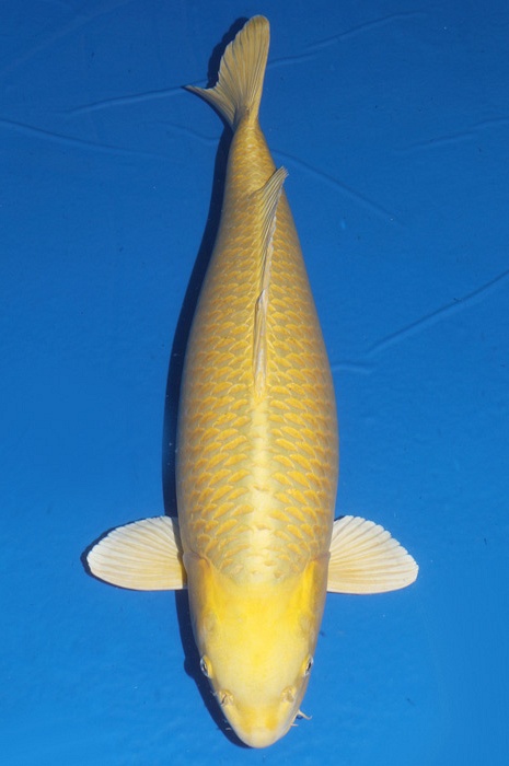 Ogon 2012004