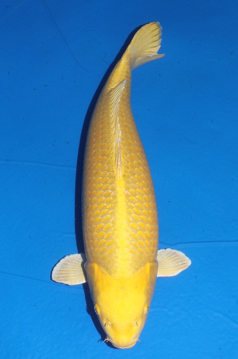 Ogon - Yamabuki 2012005
