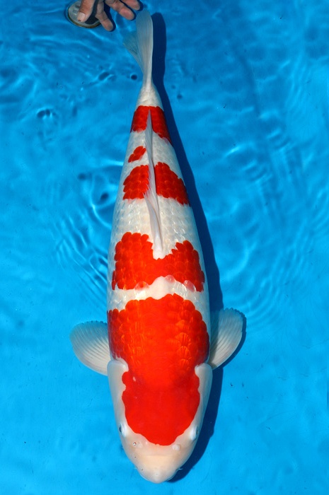 yondan ginrin kohaku 2012008
