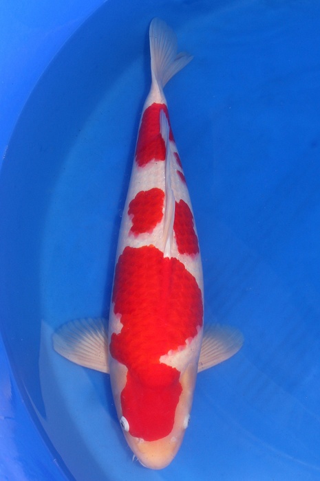 kohaku DU2010004