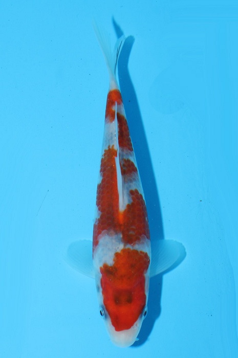 meerstaps sanke NL21003
