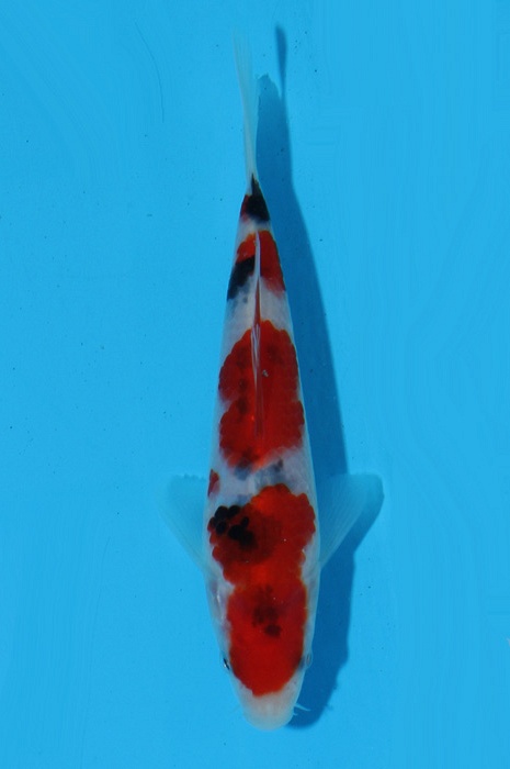 yondan sanke NL21007