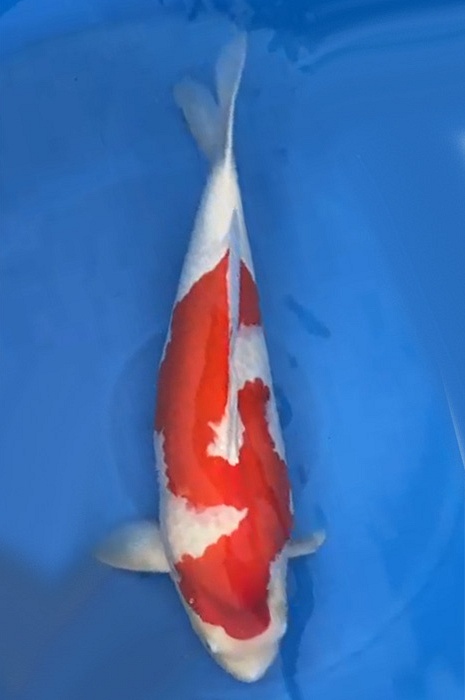 kohaku 2101001