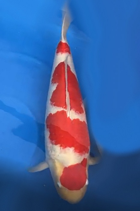 kohaku 2101011
