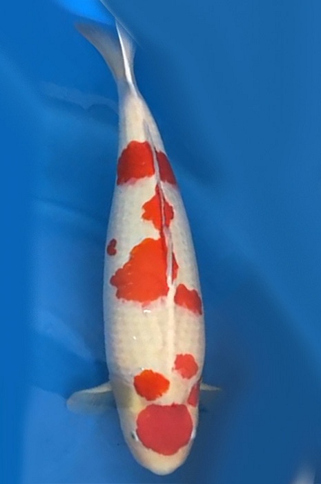 kohaku 2101018