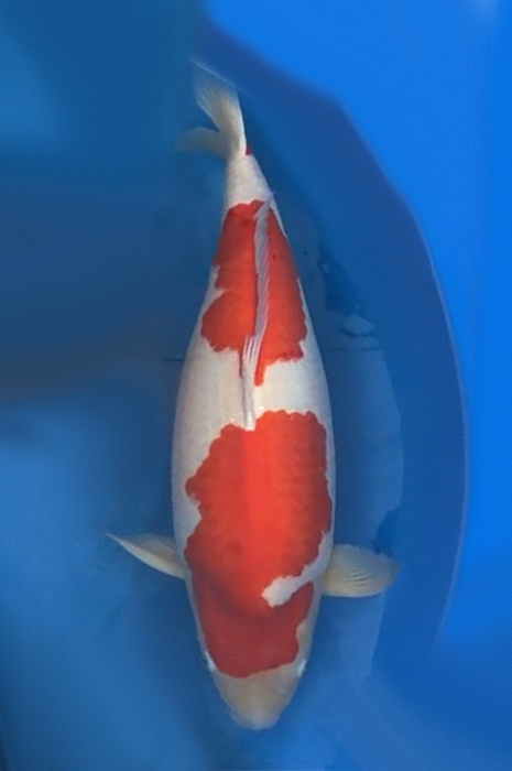 kohaku 2101023