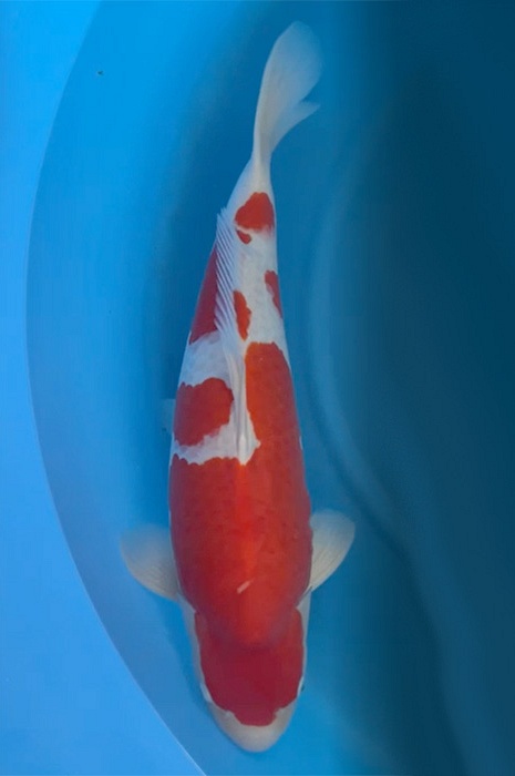 kohaku 2101029