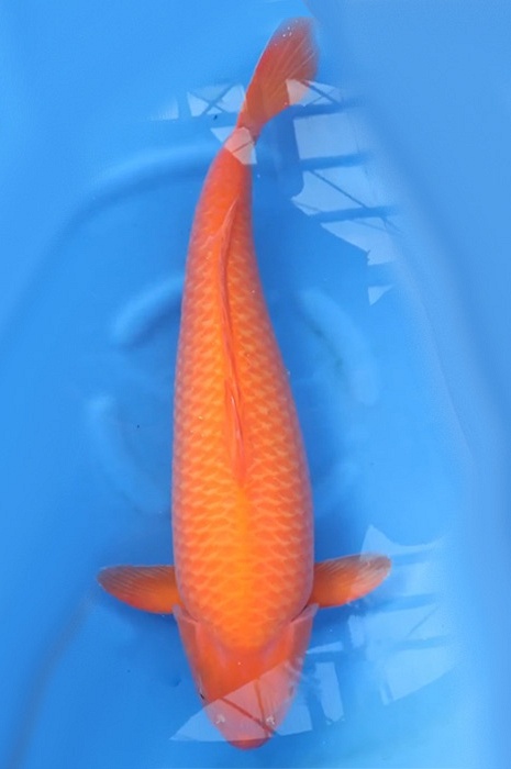 Red Kanoko Karashi 2102002