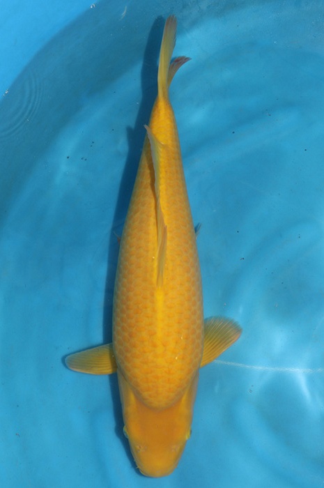 Karashi 2102005