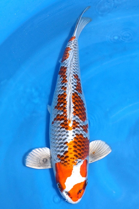 kujaku 2102007