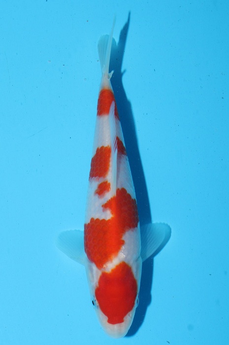 yondan kohaku 2102101