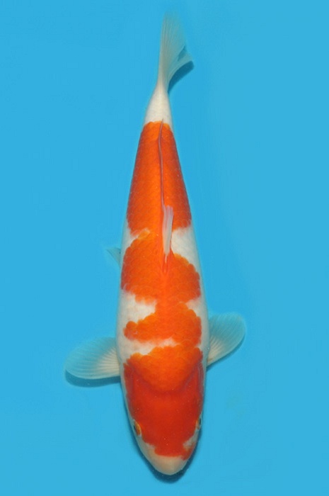 kohaku 2102105