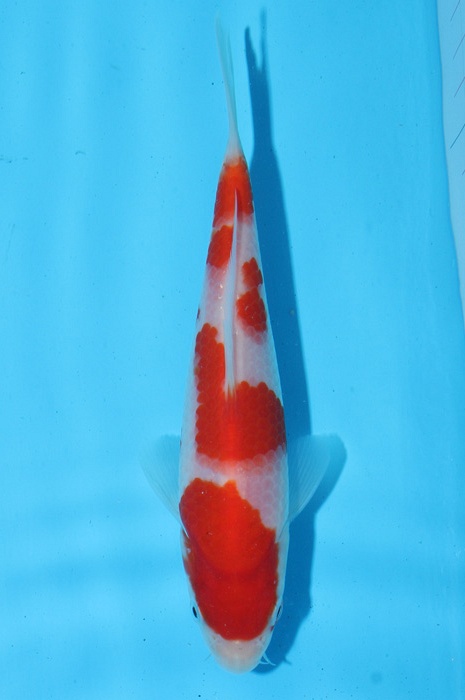 meerstaps kohaku 2102106