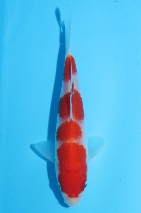 yondan kohaku 2102107