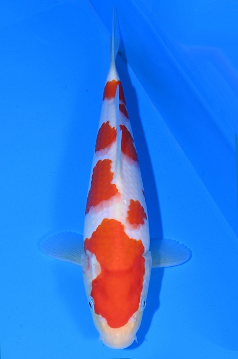 meerstaps kohaku 2103002
