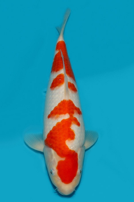 meerstaps kohaku 2103003