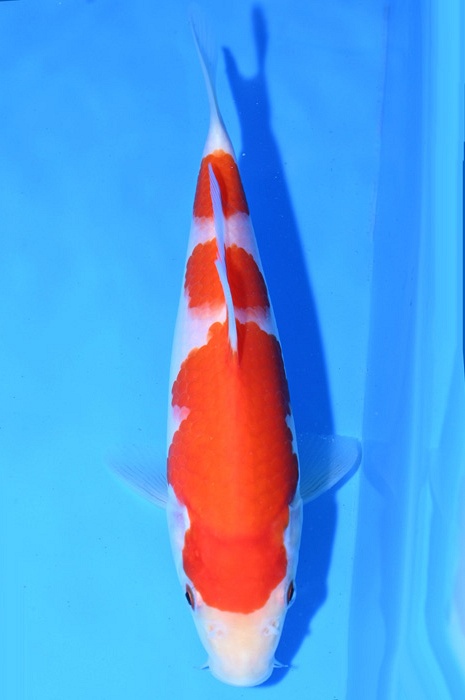 sandan kohaku 2103005