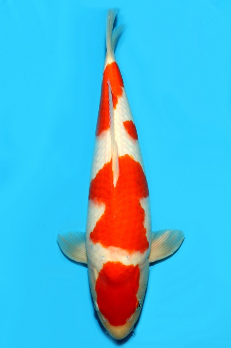 yondan kohaku 2103007