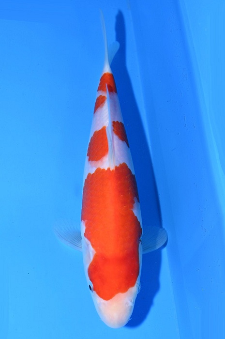 meerstaps kohaku 2103008