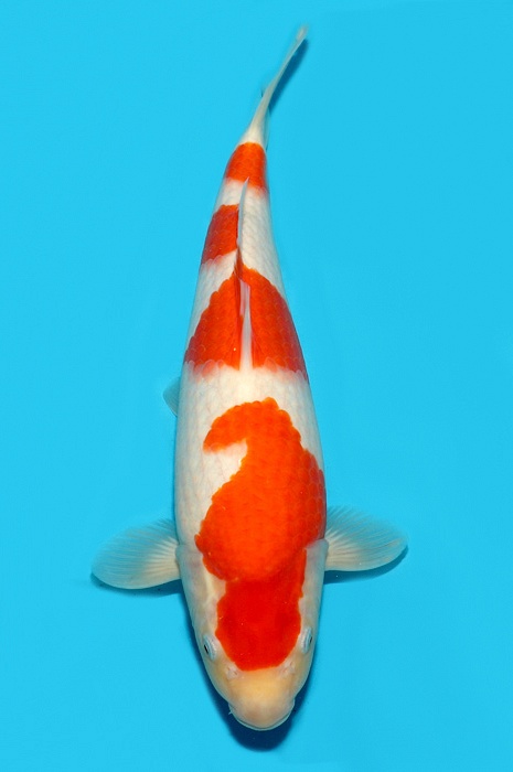 yondan kohaku 2103009