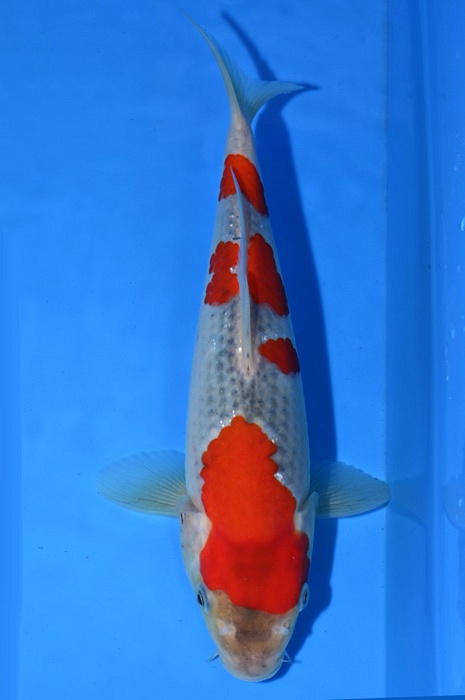 yondan goshiki 2103012
