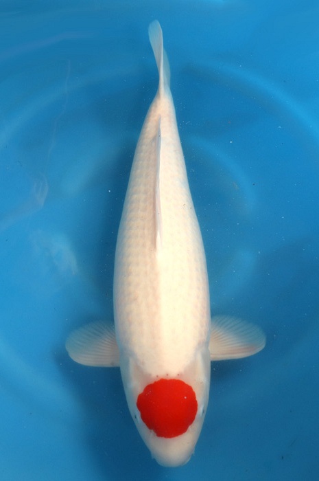 Tancho Kohaku 2103028