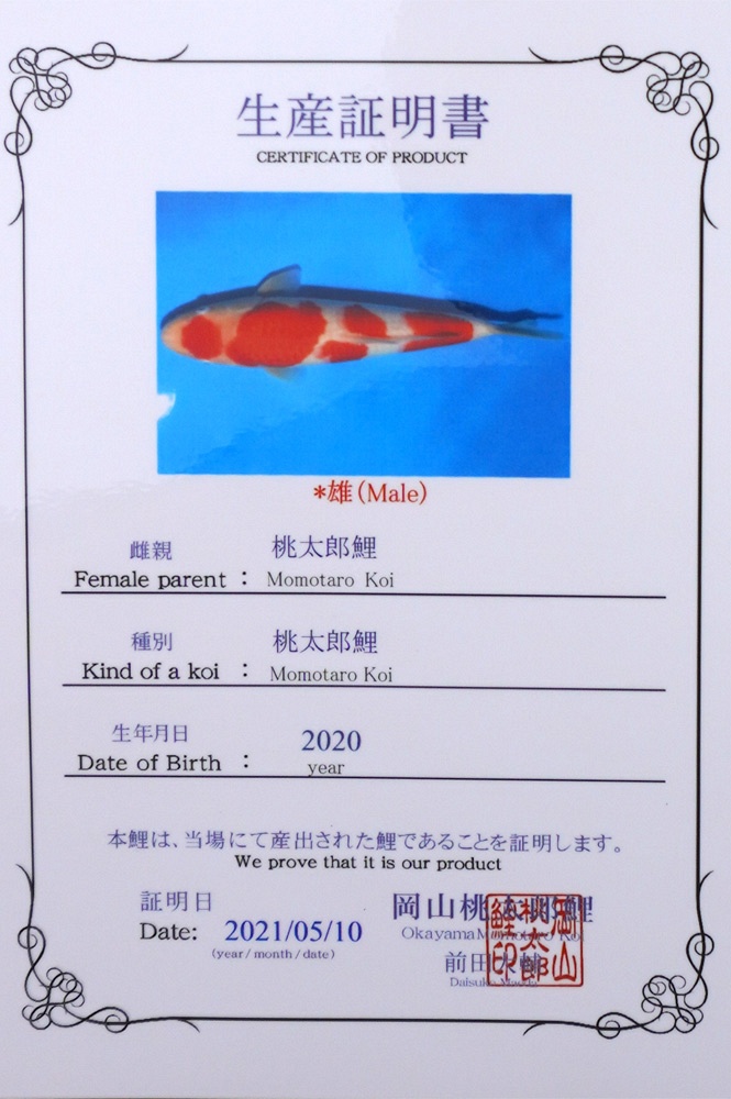 Maruten meerstaps kohaku 2104009