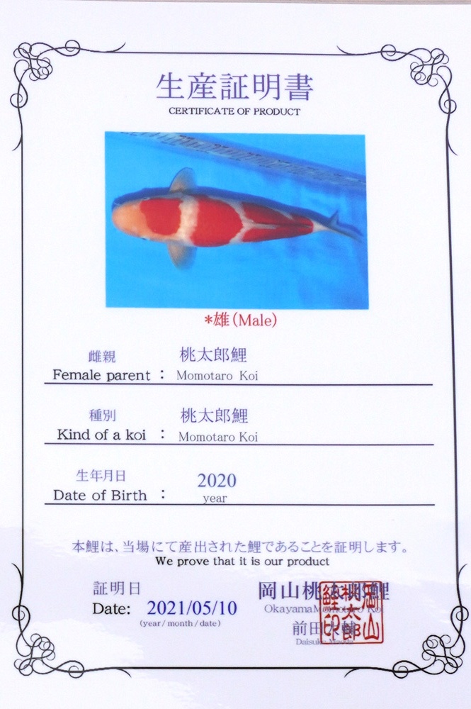 Sandan Kohaku 2104010