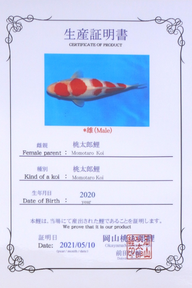 Yondan Kohaku 2104011