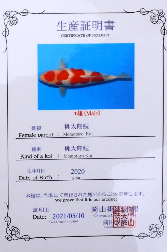 Yondan Kohaku 2104013