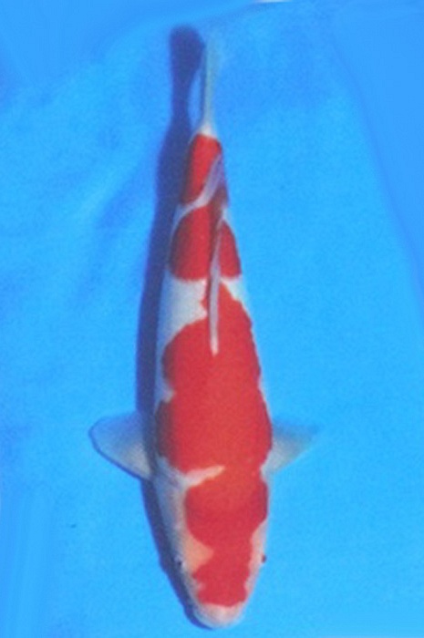 Yondan Kohaku 2104014