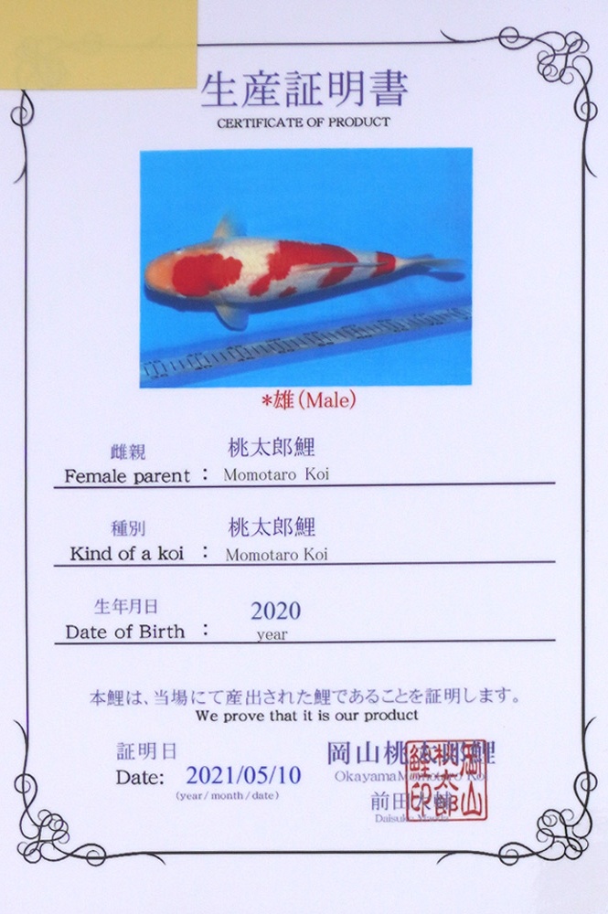 sandan kohaku 2104015
