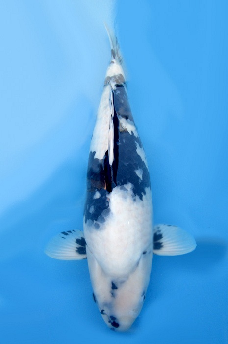 shiro utsuri 2105002