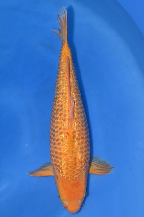 golden corn 2106007