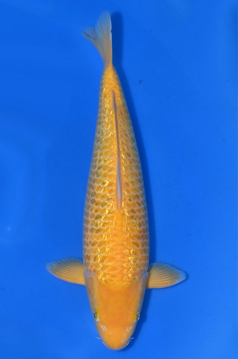 golden corn 2106008