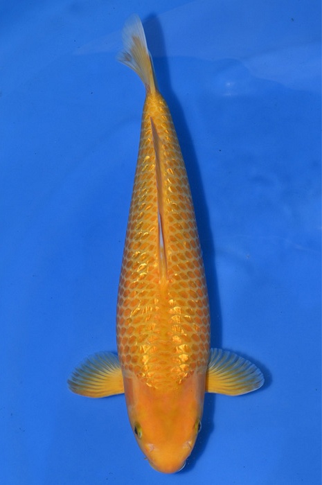 golden corn 2106010