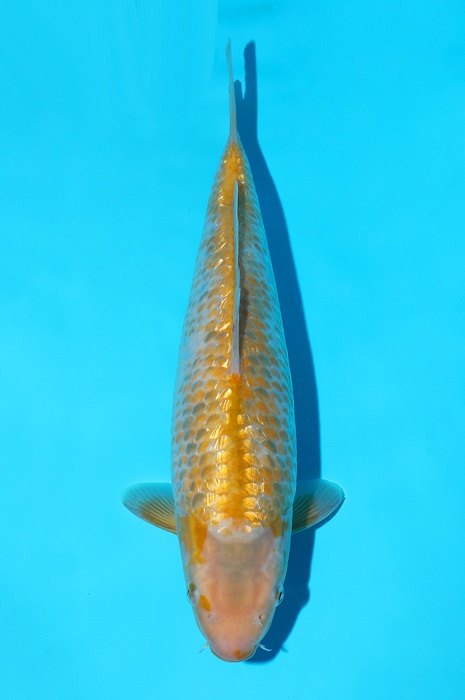 Golden Corn 2107001