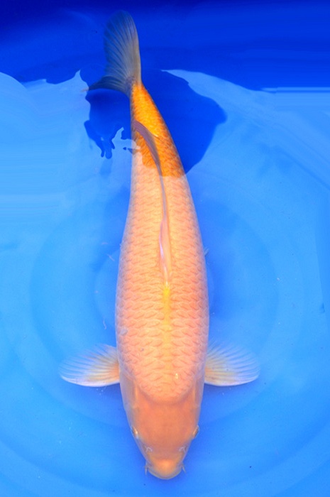 mango 2107004