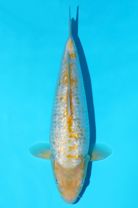 golden corn 2107025