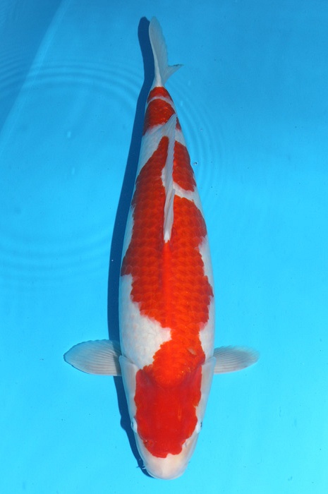 kohaku 2111005