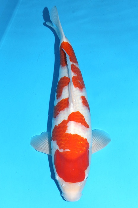 meerstaps kohaku 2111006