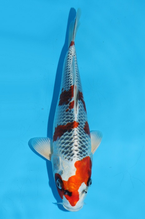 Kujaku 2111502