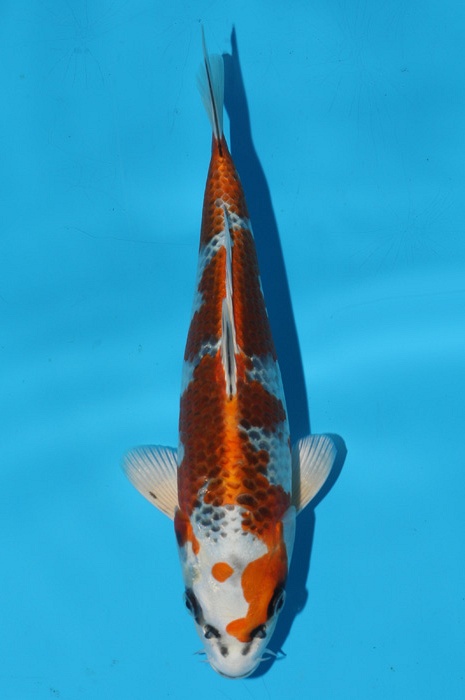 Kujaku 2111503