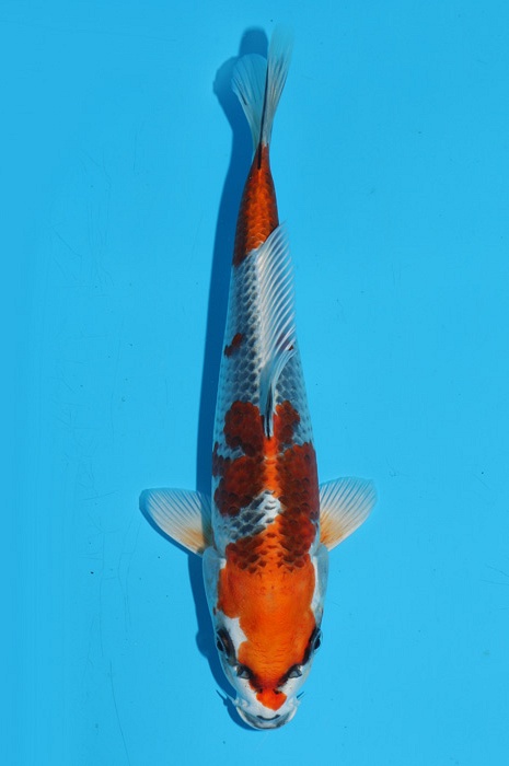 Kujaku 2111504