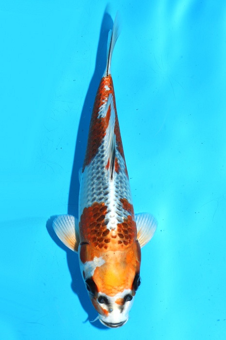 Kujaku 2111507